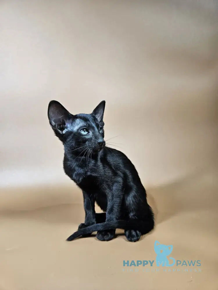 Melanica Oriental Shorthair female black live animals