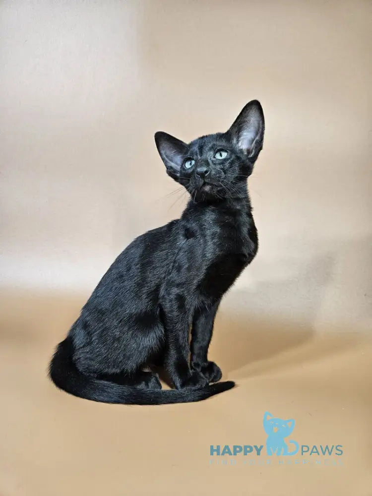 Melanica Oriental Shorthair female black live animals