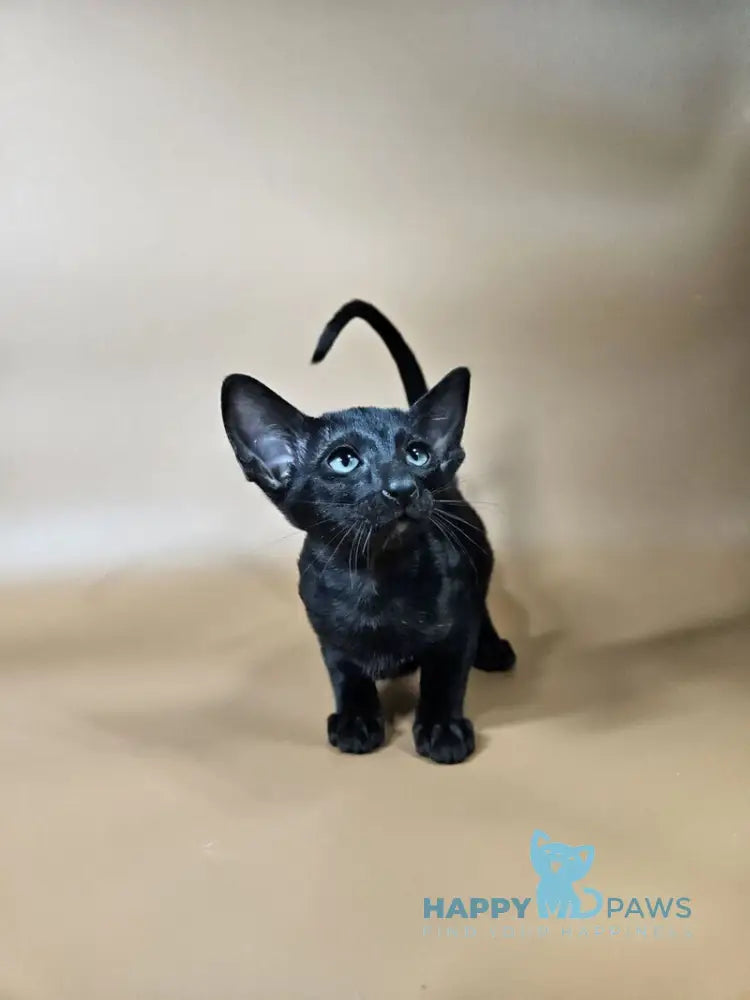 Melanica Oriental Shorthair female black live animals