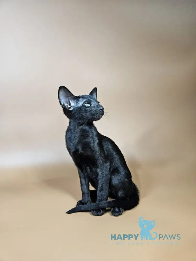 Melanica Oriental Shorthair female black live animals