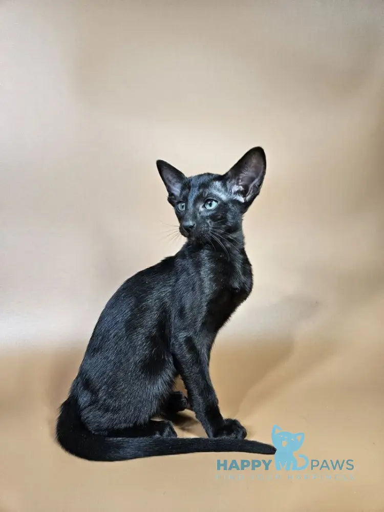 Melanica Oriental Shorthair female black live animals
