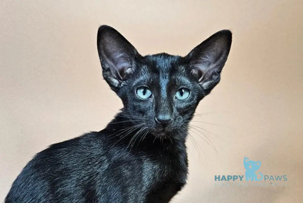 Melanica Oriental Shorthair female black live animals