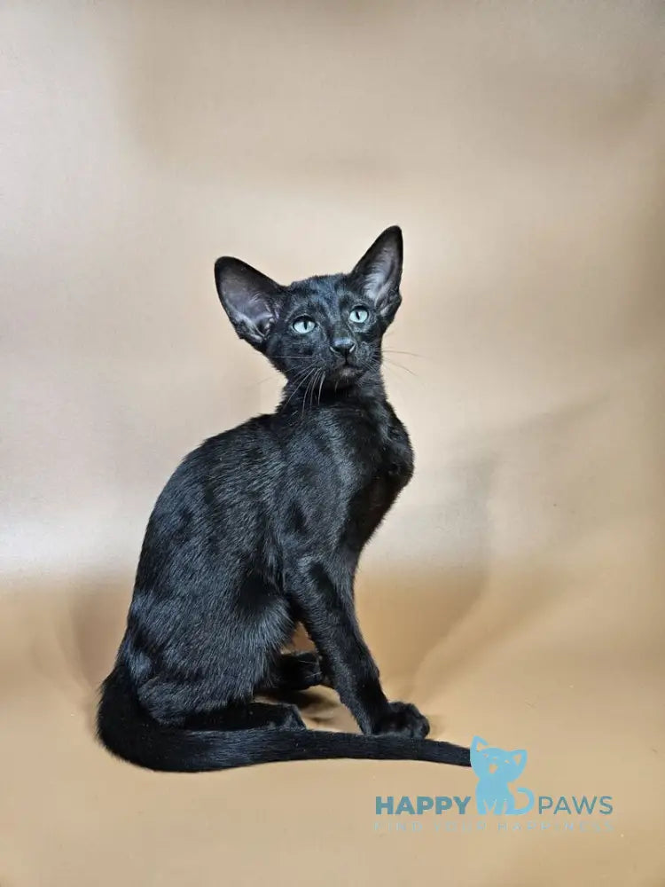 Melanica Oriental Shorthair female black live animals