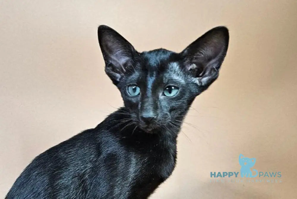 Melanica Oriental Shorthair female black live animals