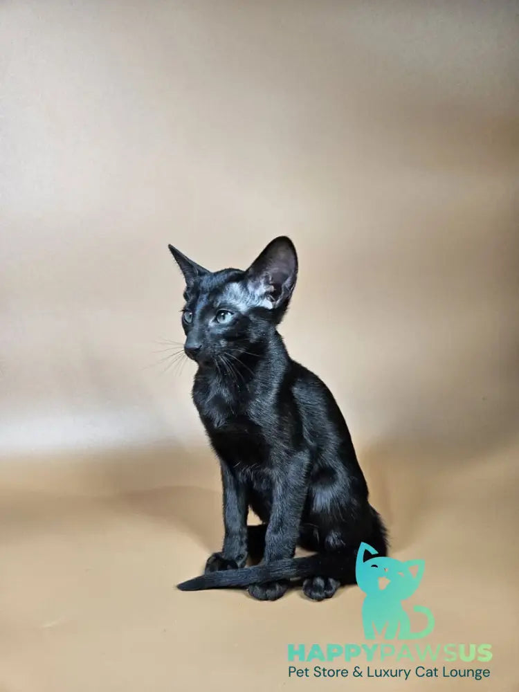 Melanica Oriental Shorthair female black live animals