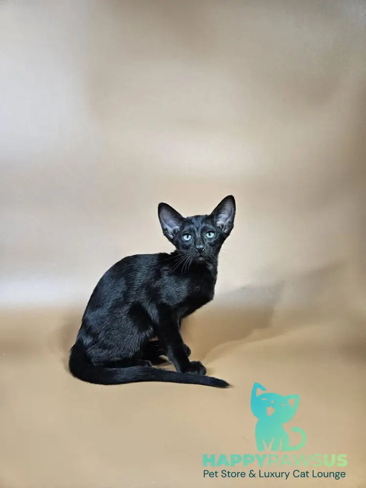 Melanica Oriental Shorthair female black live animals