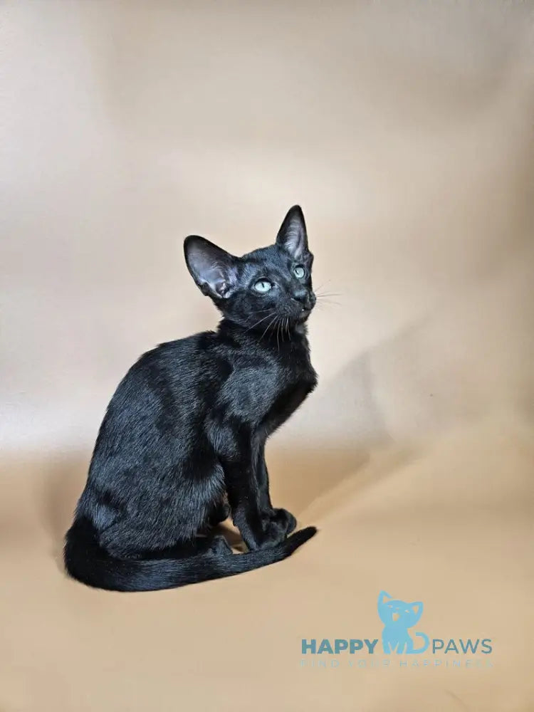 Melanica Oriental Shorthair female black live animals