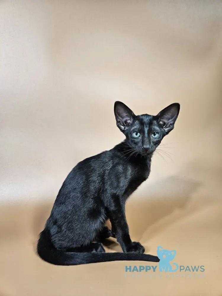 Melanica Oriental Shorthair female black live animals