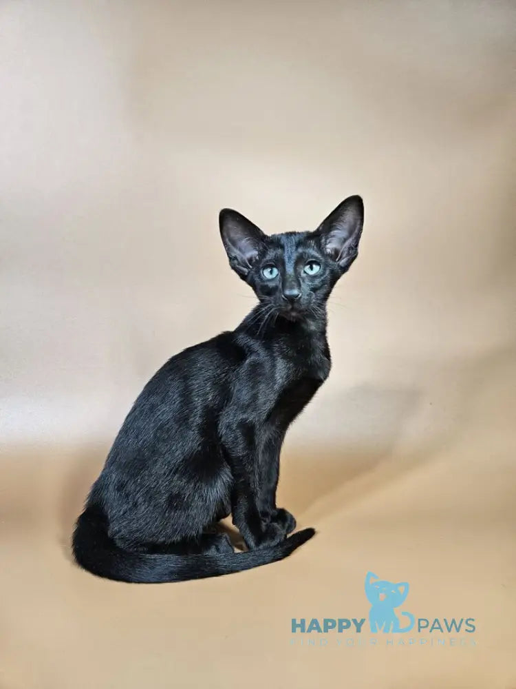 Melanica Oriental Shorthair female black live animals