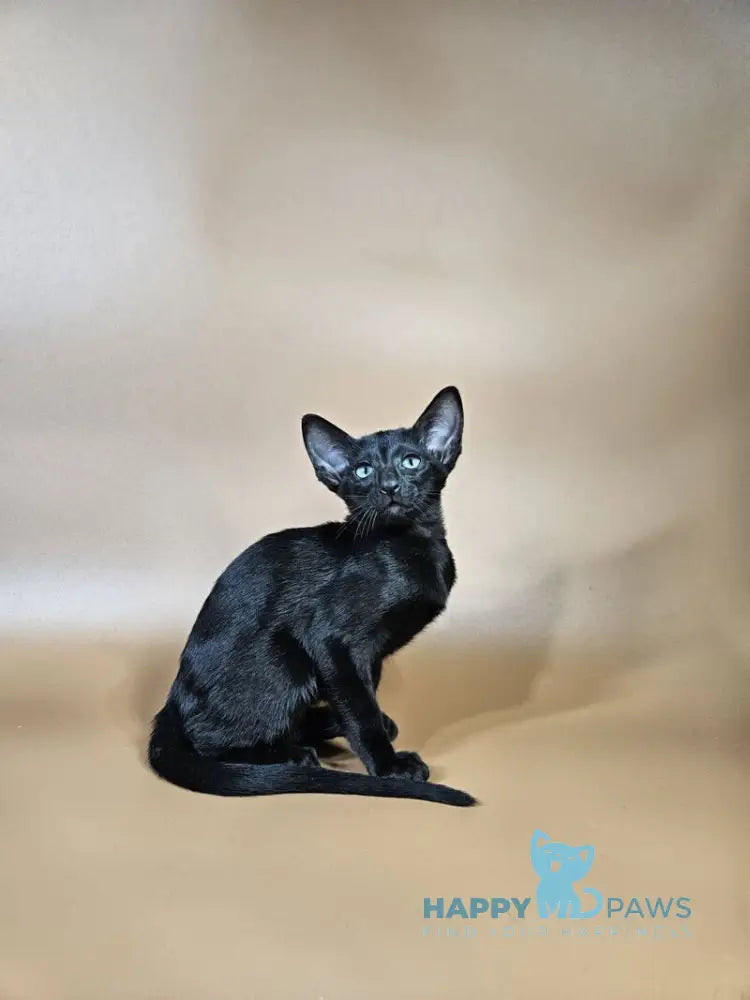Melanica Oriental Shorthair female black live animals