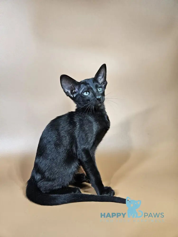Melanica Oriental Shorthair female black live animals