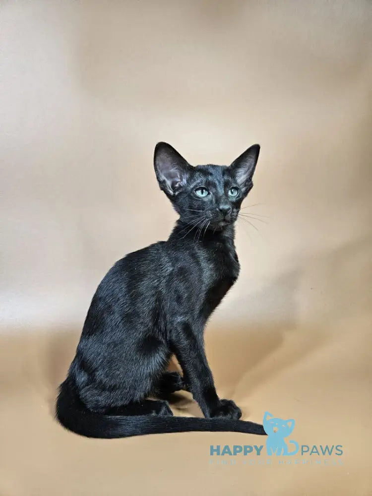 Melanica Oriental Shorthair female black live animals