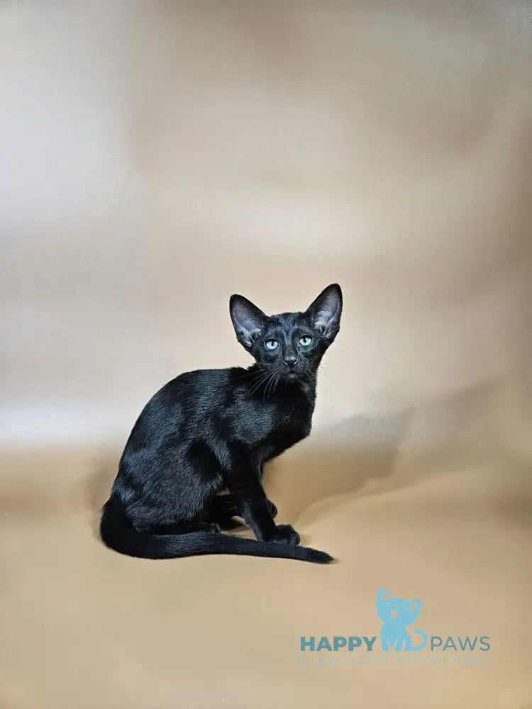 Melanica Oriental Shorthair female black live animals