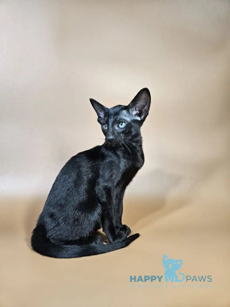 Melanica Oriental Shorthair female black live animals