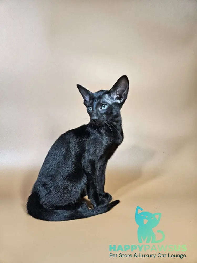 Melanica Oriental Shorthair female black live animals