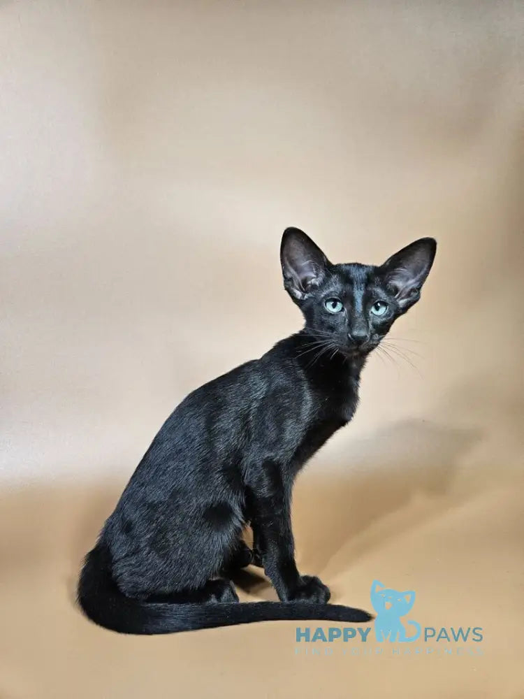 Melanica Oriental Shorthair female black live animals