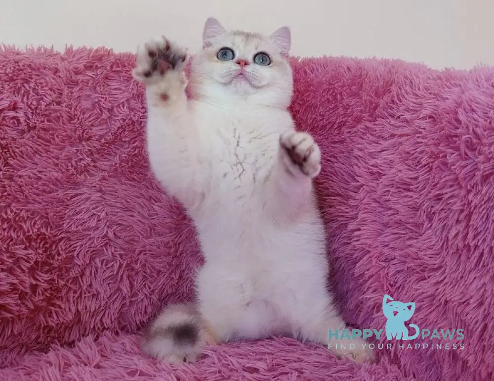 Melis British Shorthair male blue golden chinchilla live animals