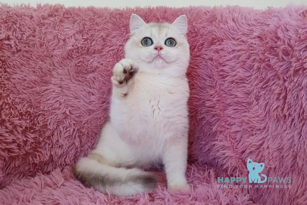 Melis British Shorthair male blue golden chinchilla live animals