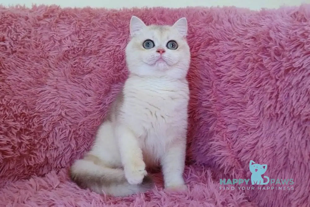 Melis British Shorthair male blue golden chinchilla live animals