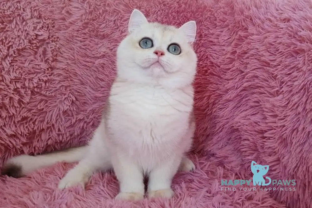 Melis British Shorthair male blue golden chinchilla live animals
