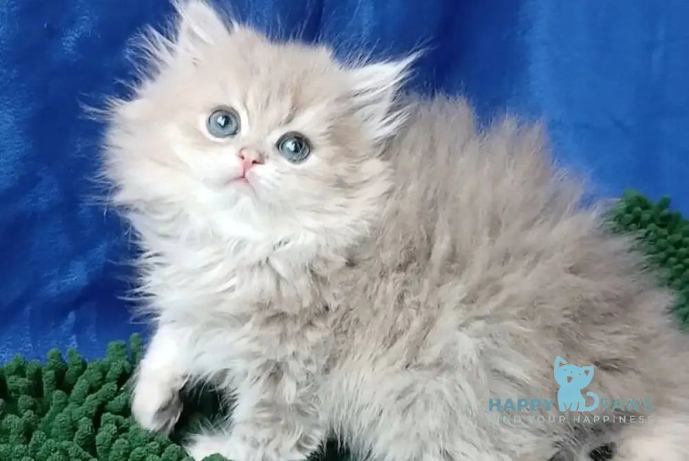 Melissa British Longhair female blue golden chinchilla live animals