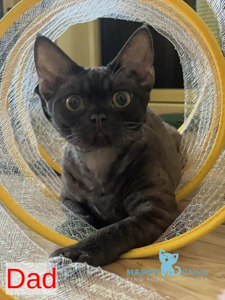 Melissa Devon Rex female chocolate tortie live animals