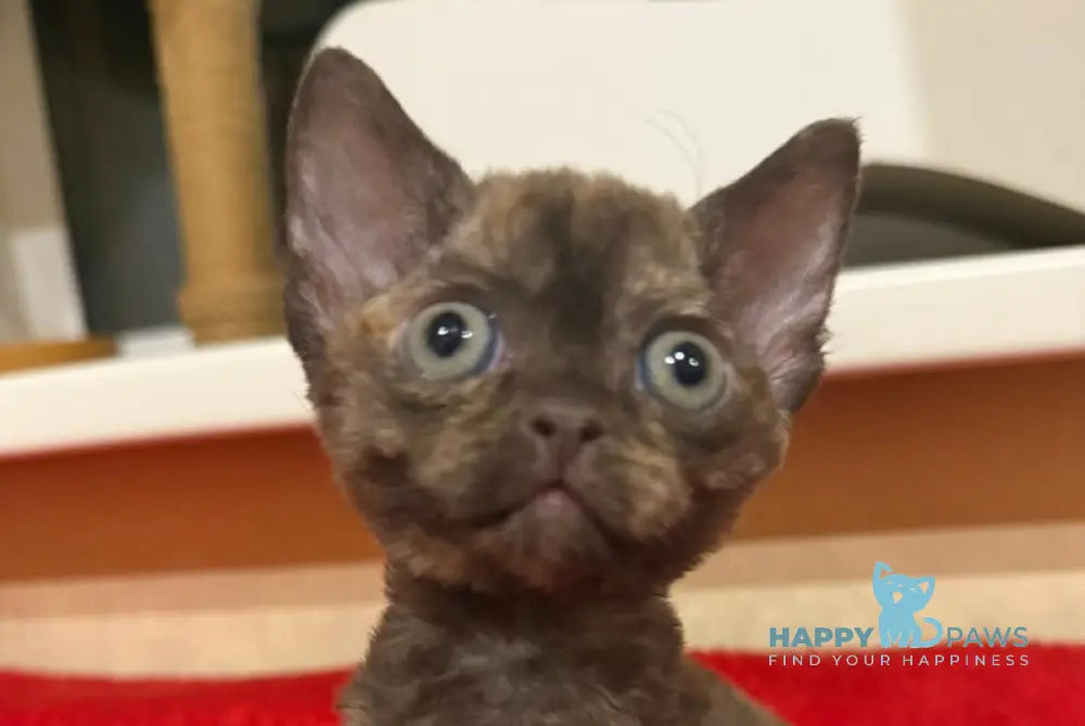 Melissa Devon Rex female chocolate tortie live animals