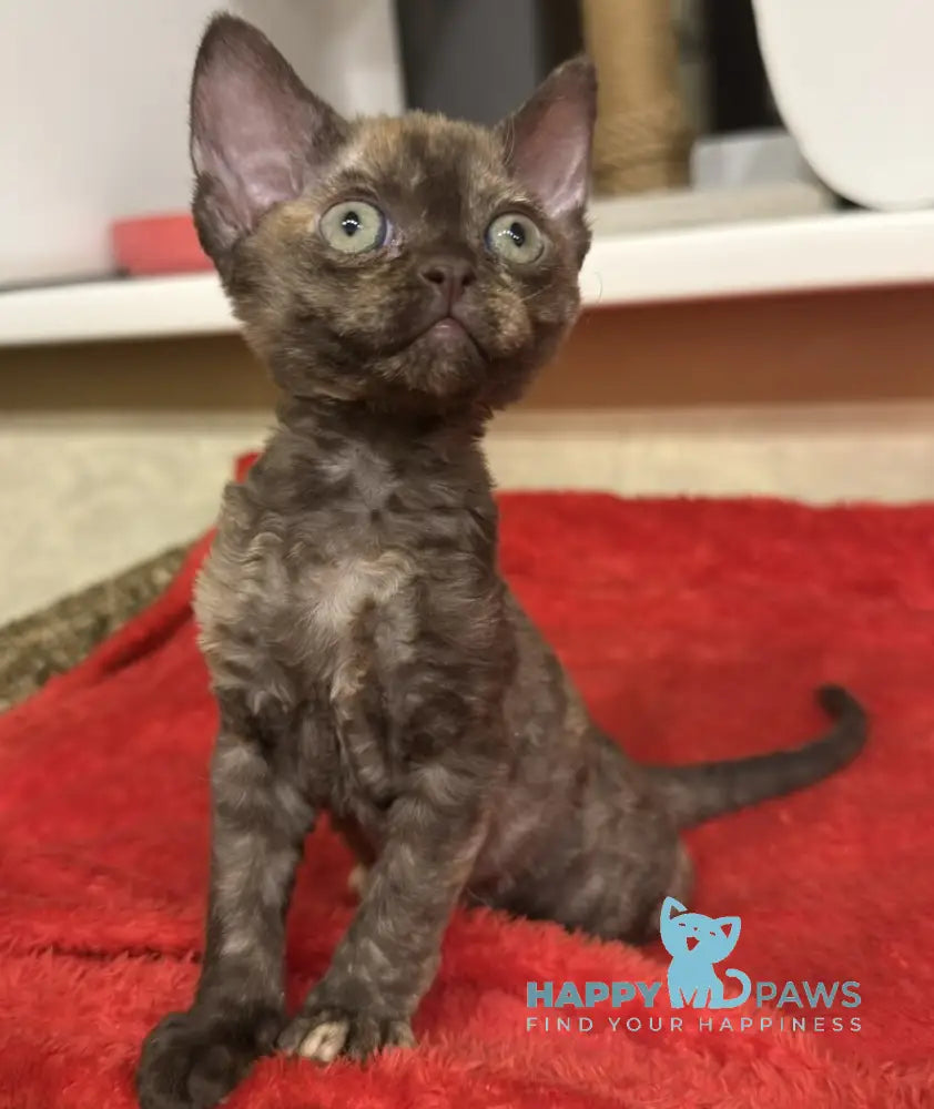 Melissa Devon Rex female chocolate tortie live animals