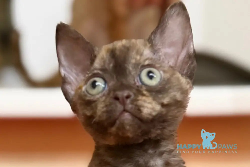 Melissa Devon Rex female chocolate tortie live animals