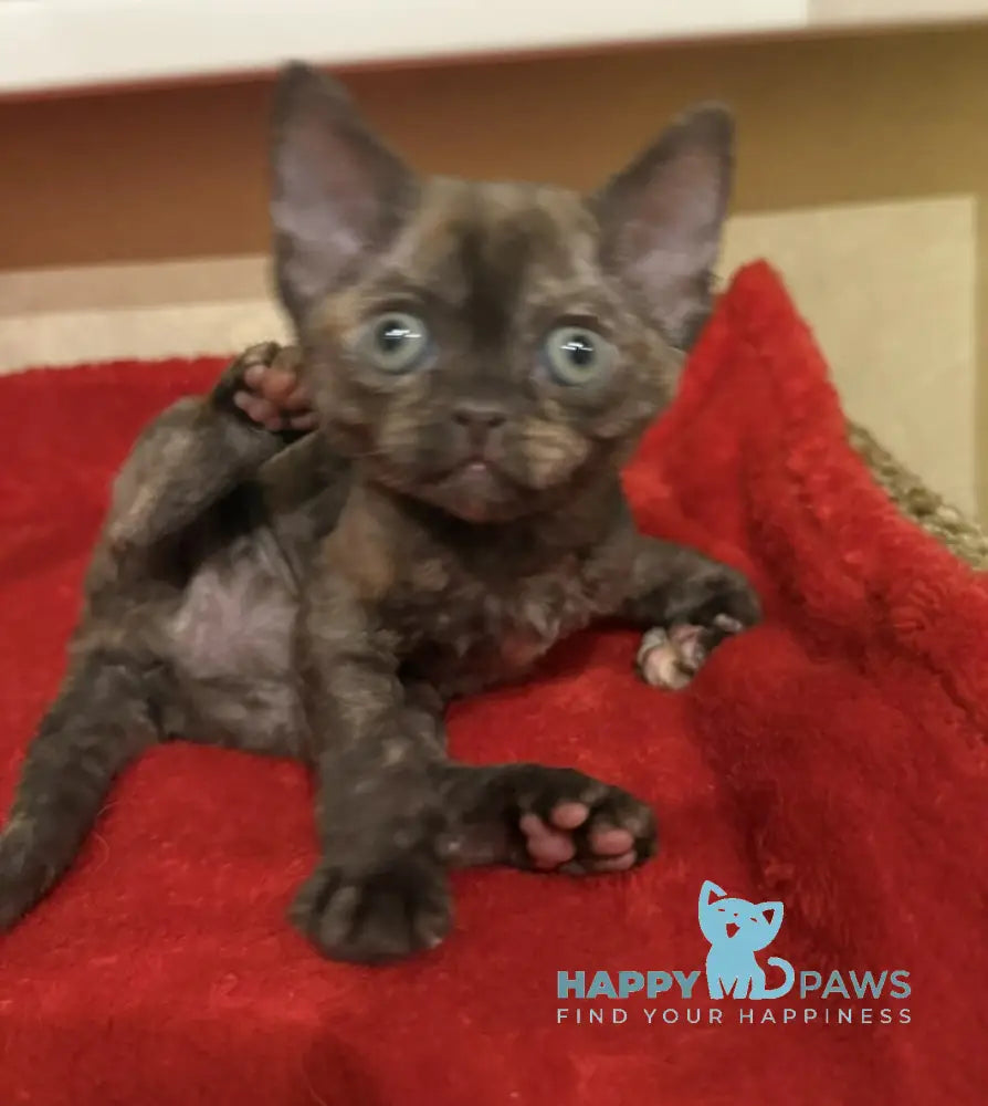 Melissa Devon Rex female chocolate tortie live animals