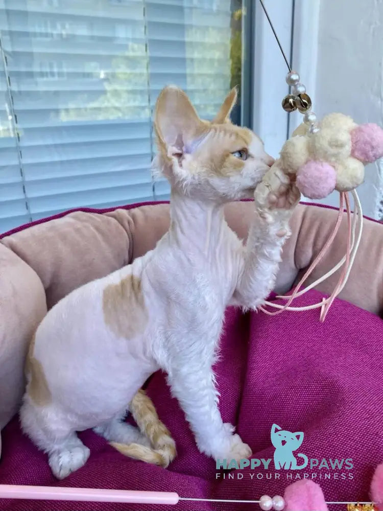 Melissa Devon Rex female red tabby harlequin live animals