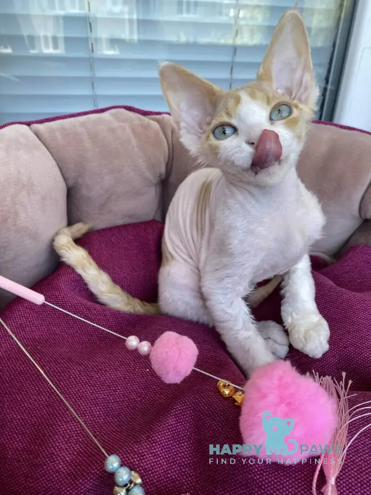 Melissa Devon Rex female red tabby harlequin live animals