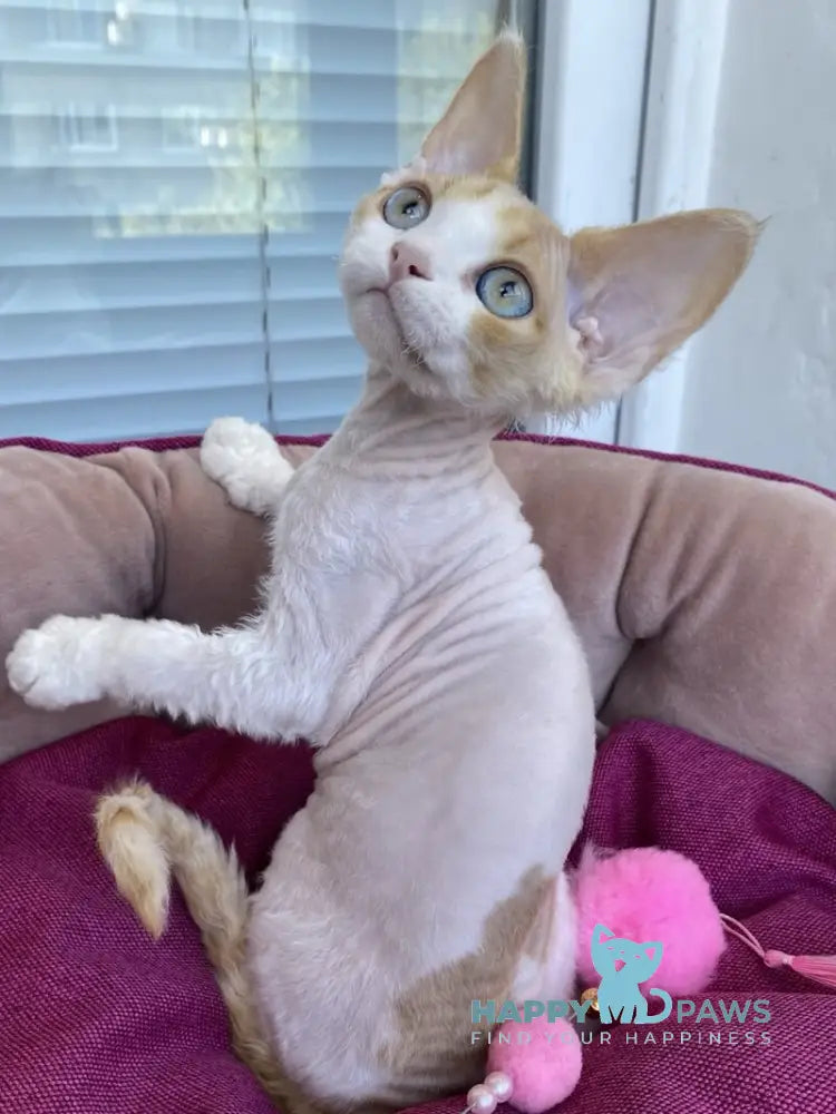 Melissa Devon Rex female red tabby harlequin live animals