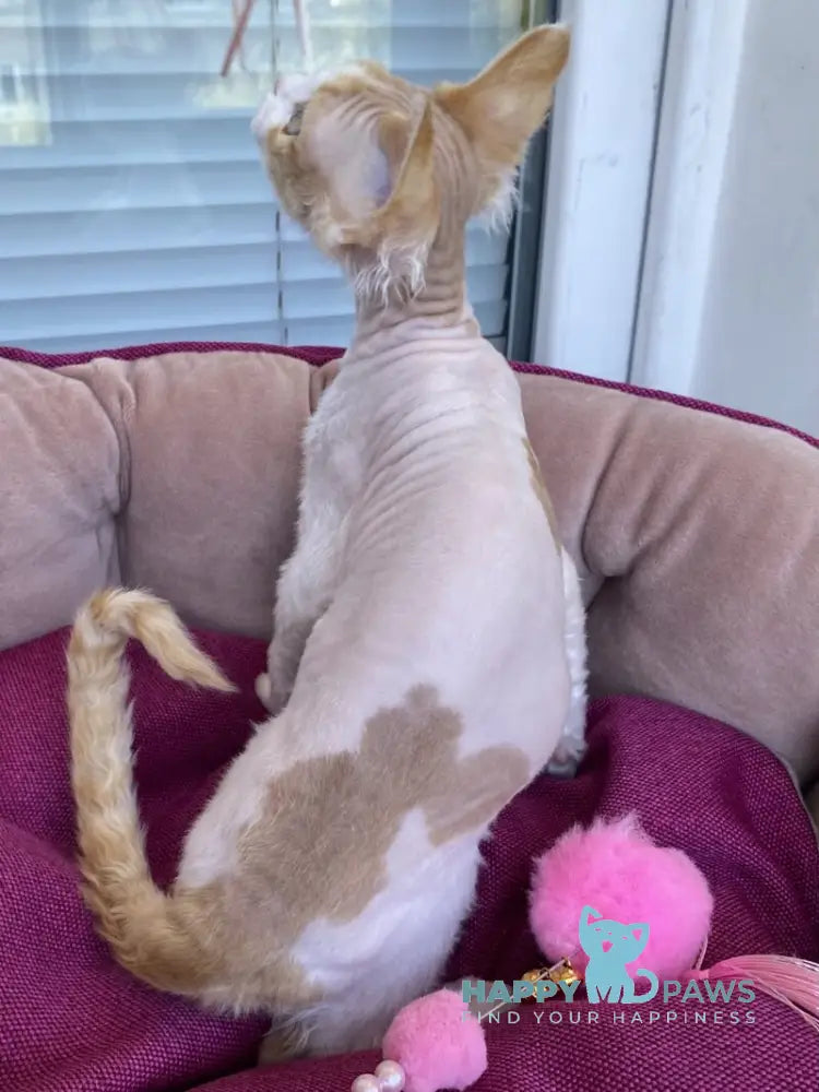Melissa Devon Rex female red tabby harlequin live animals