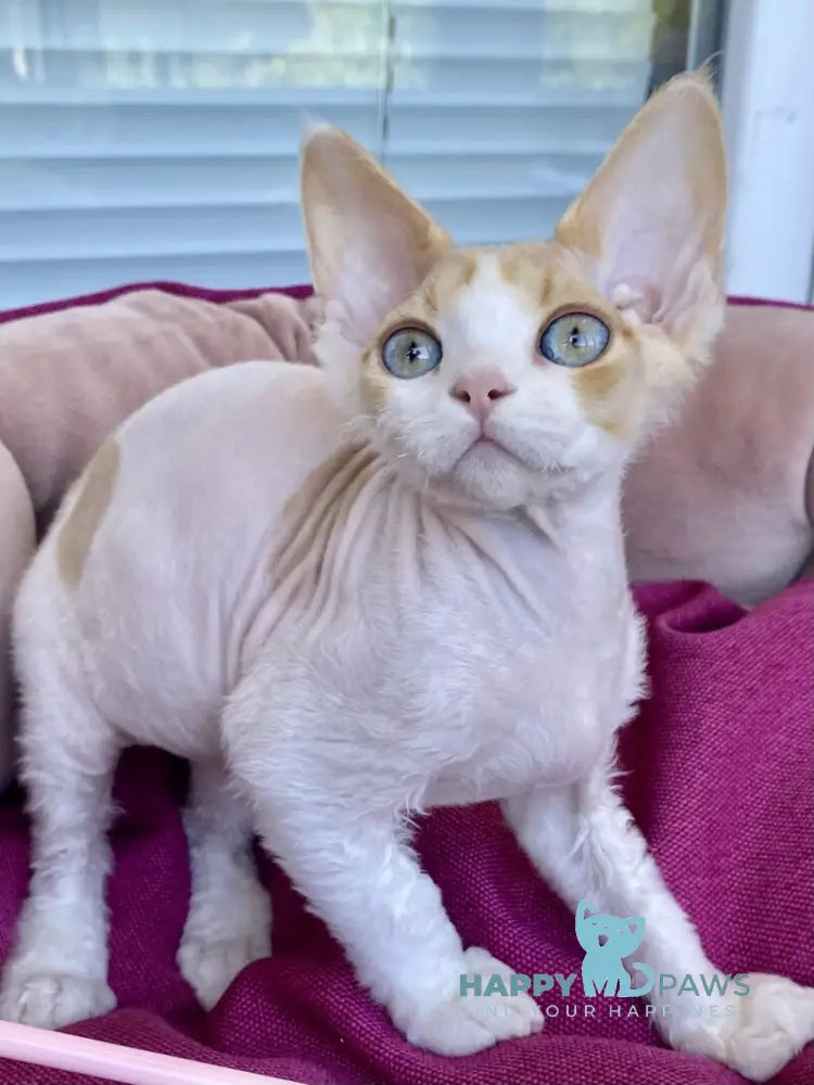 Melissa Devon Rex female red tabby harlequin live animals