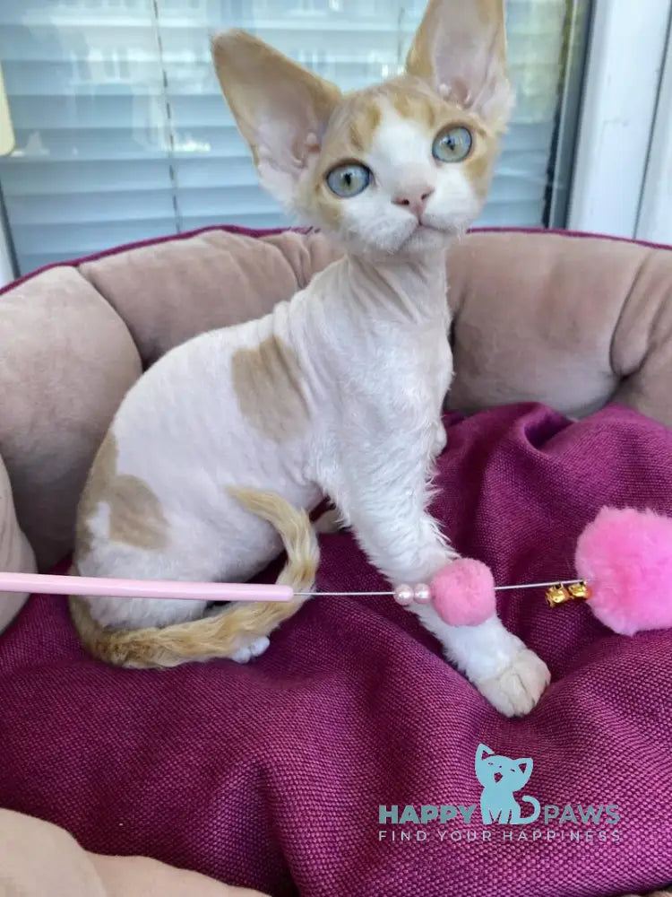 Melissa Devon Rex female red tabby harlequin live animals