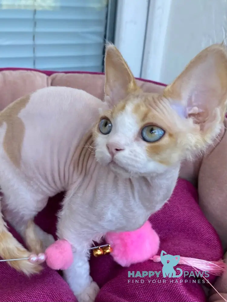 Melissa Devon Rex female red tabby harlequin live animals