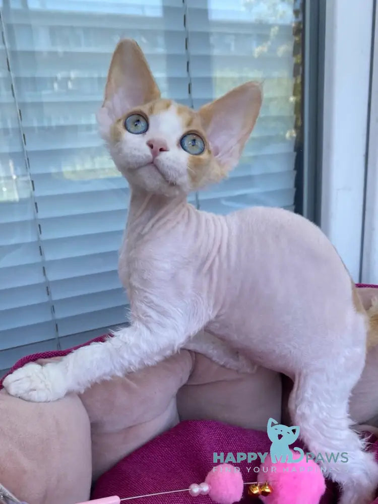 Melissa Devon Rex female red tabby harlequin live animals