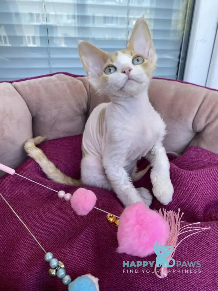 Melissa Devon Rex female red tabby harlequin live animals