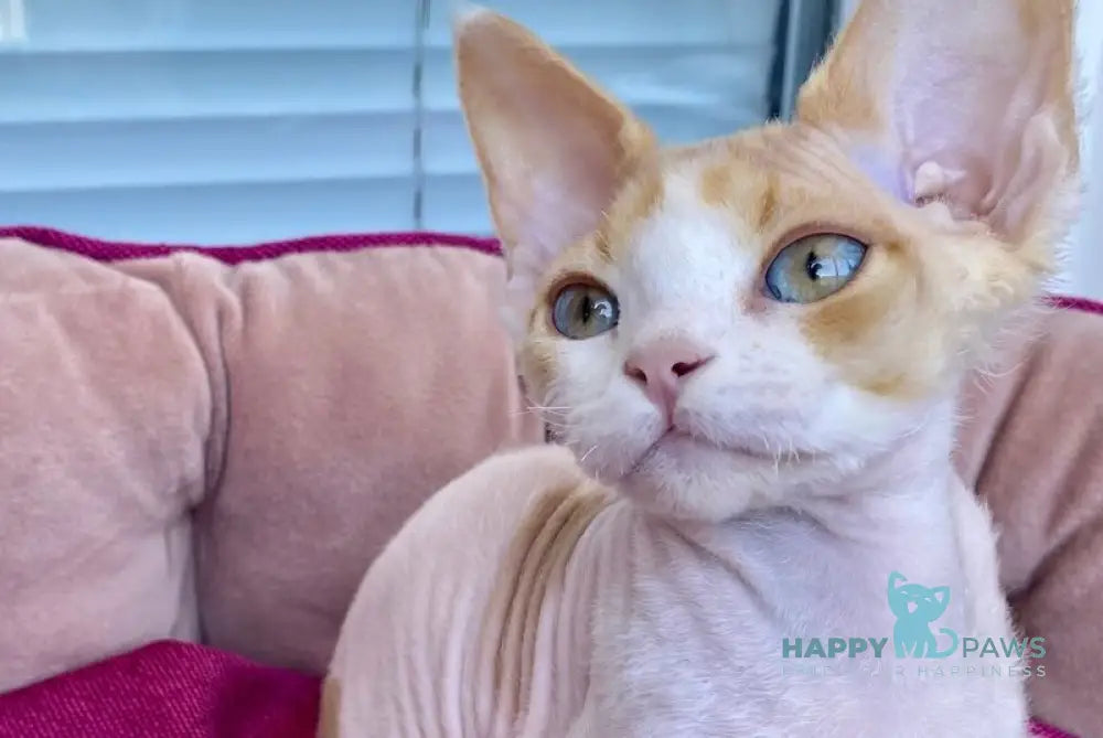 Melissa Devon Rex female red tabby harlequin live animals