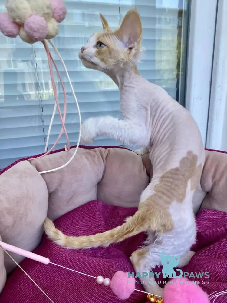 Melissa Devon Rex female red tabby harlequin live animals