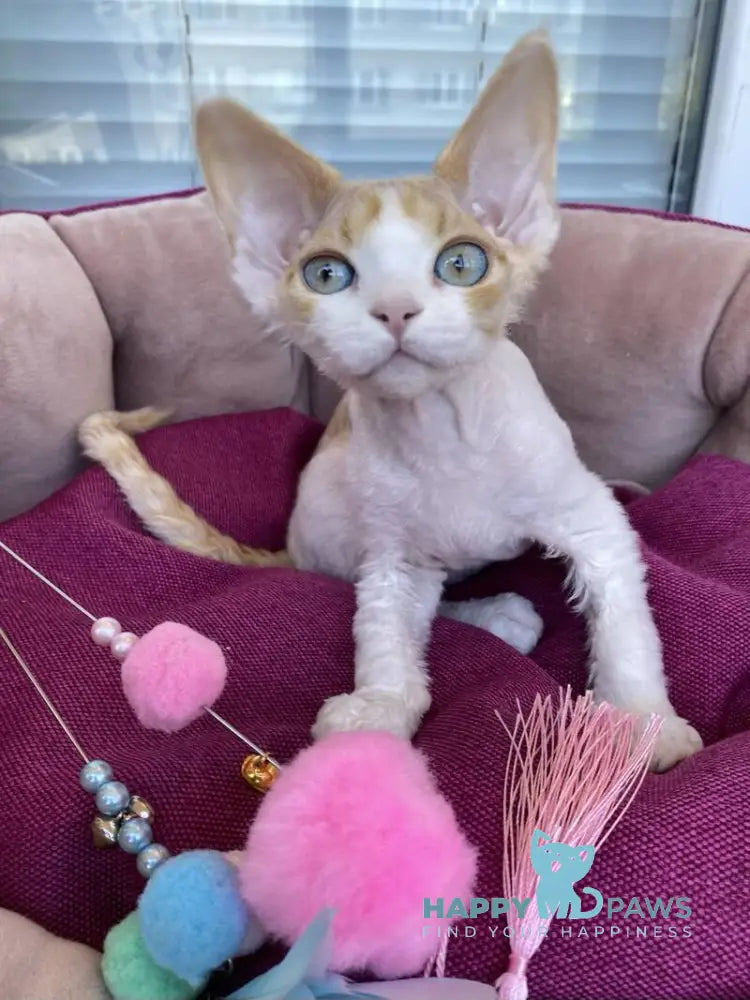Melissa Devon Rex female red tabby harlequin live animals