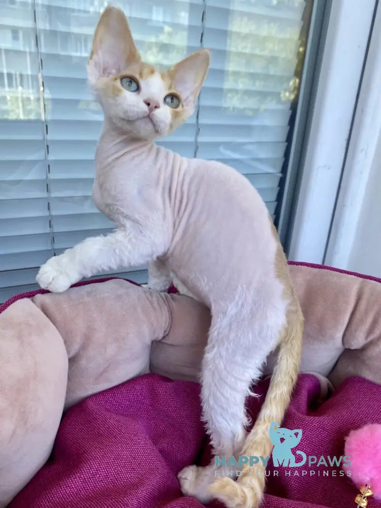 Melissa Devon Rex female red tabby harlequin live animals