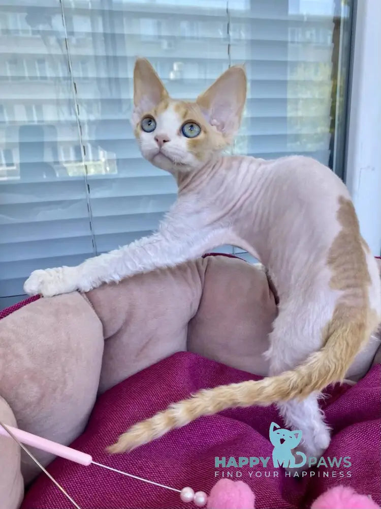 Melissa Devon Rex female red tabby harlequin live animals