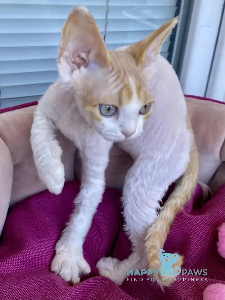 Melissa Devon Rex female red tabby harlequin live animals