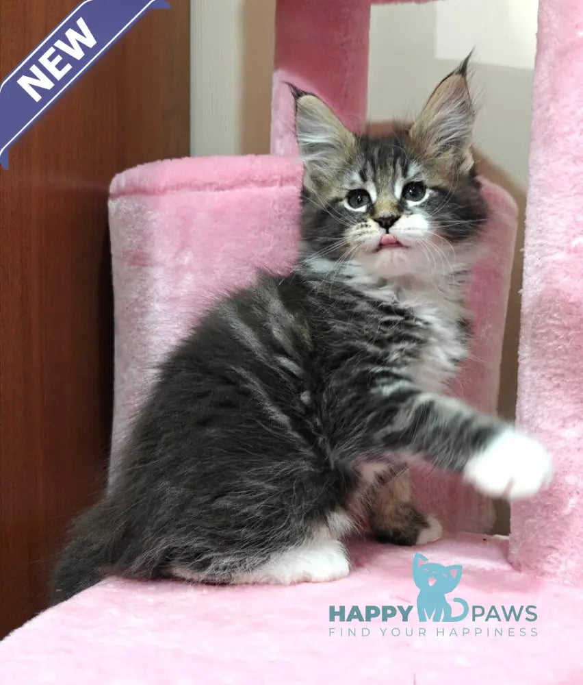 Melissa Maine Coon female black tabby with white live animals