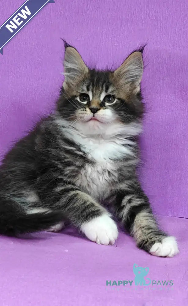 Melissa Maine Coon female black tabby with white live animals