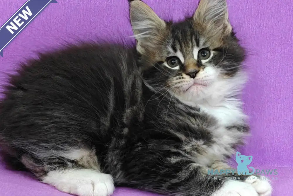 Melissa Maine Coon female black tabby with white live animals