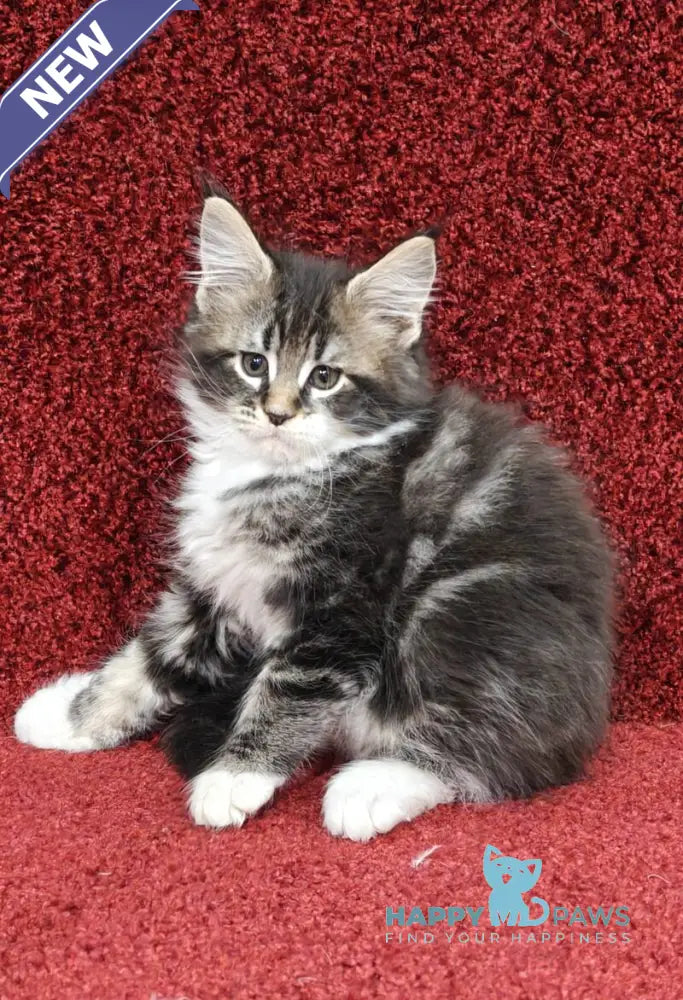 Melissa Maine Coon female black tabby with white live animals