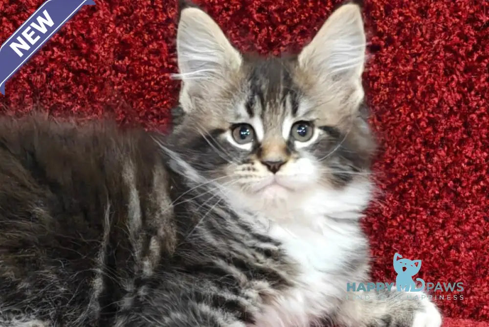 Melissa Maine Coon female black tabby with white live animals